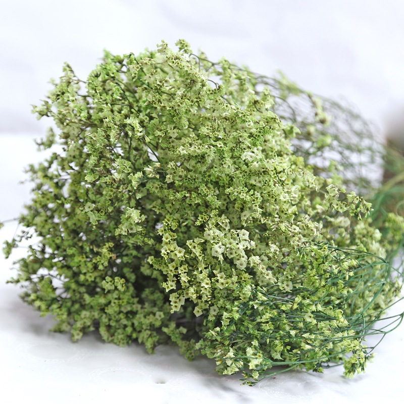 Flores preservadas secas fresc - Dried Flower Bulk reseña y precio