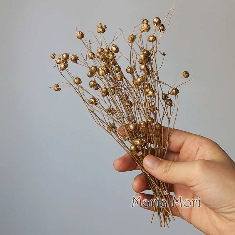 5g de frijol de lino conservad - Dried Flower Bulk reseña y precio